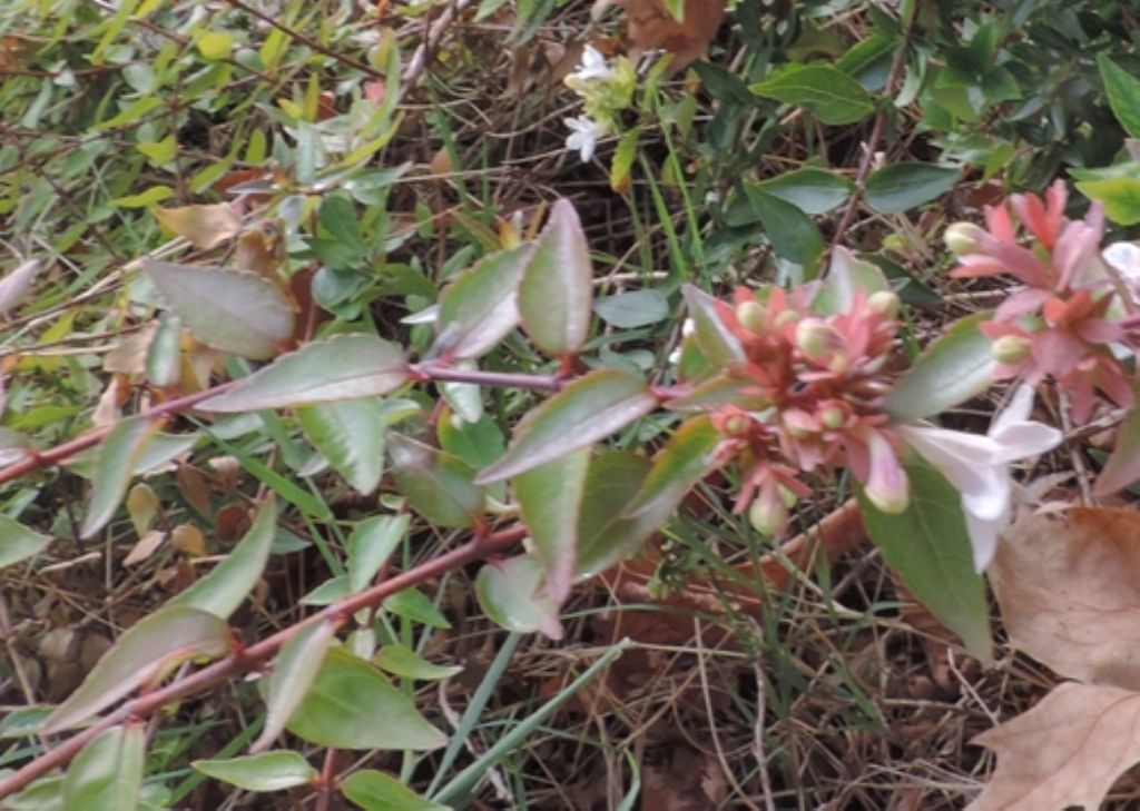 Abelia sp. (Caprifoliaceae) ...   da determinare